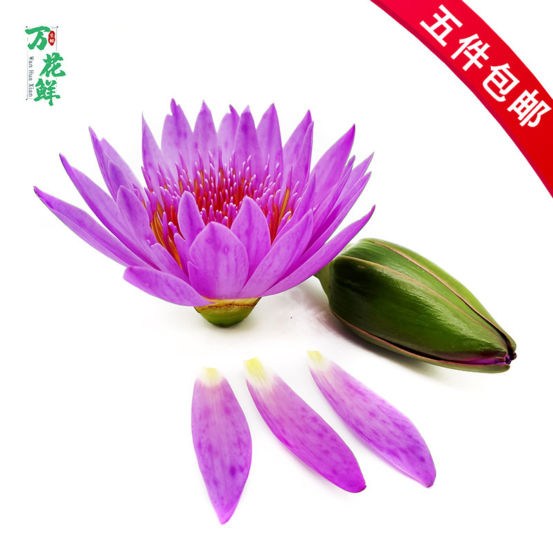 睡莲花瓣 新鲜莲花可食用花瓣 荷花 约100片/盒 酒店西餐摆盘装饰