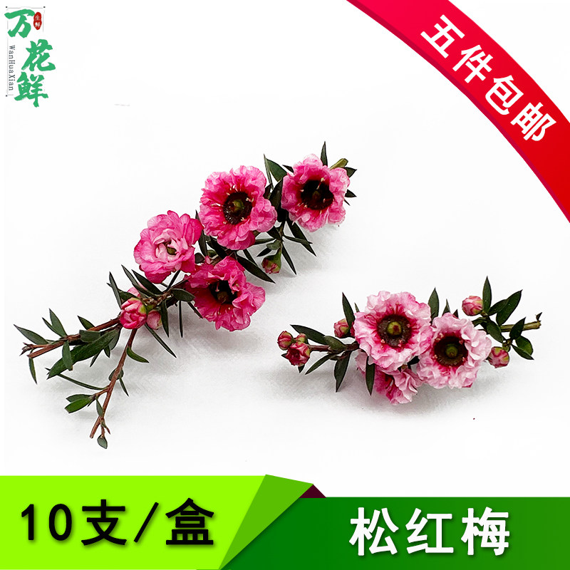 新鲜松红梅10支 饭店酒店西餐日料冷菜鲜花摆盘装饰点缀花草