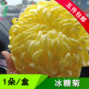 新鲜冰芯糖菊冰糖菊新鲜蔬菜生吃凉拌菊花沙拉酒店食材