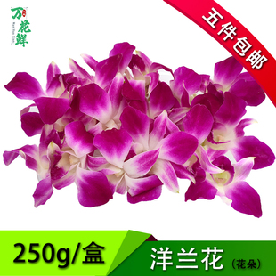 新鲜洋兰花  杨兰花  250g约80朵花朵 石斛兰 酒店西餐摆菜盘装饰