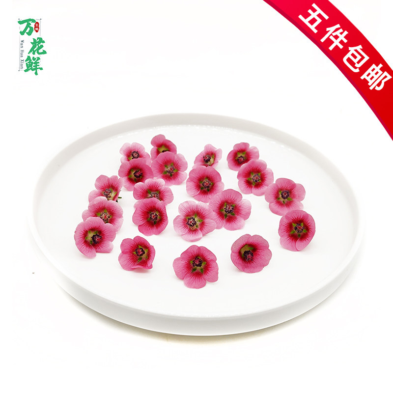 迷你木槿花 新鲜 可食用花40朵 酒店西餐饮冷盘摆盘装饰花点缀