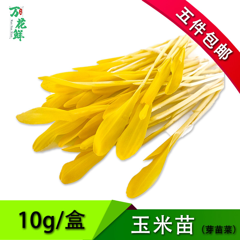 新鲜玉米苗蔬菜可食用