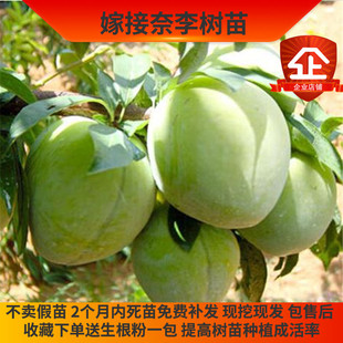 奈李树苗嫁接黄金奈李树苗果树苗南北方种植脆甜李子树苗风味浓郁
