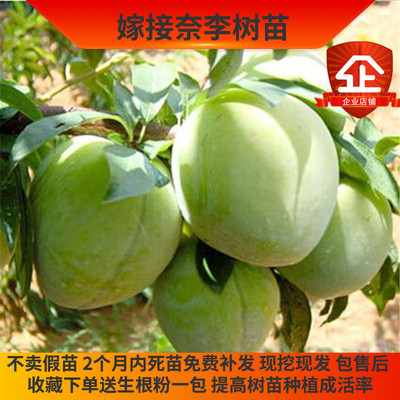 高糖无酸李子树苗奈李树苗