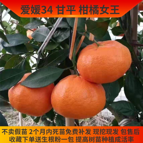 柑橘女王爱媛34号新品种