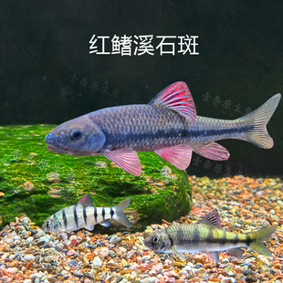 红腹溪石斑光唇鱼溪流缸原生缸草缸冷水鱼群游好养耐活观赏鱼