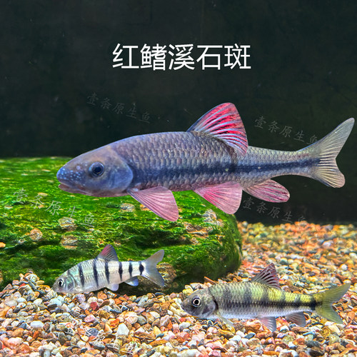 完美发色红腹溪石斑小型溪流鱼