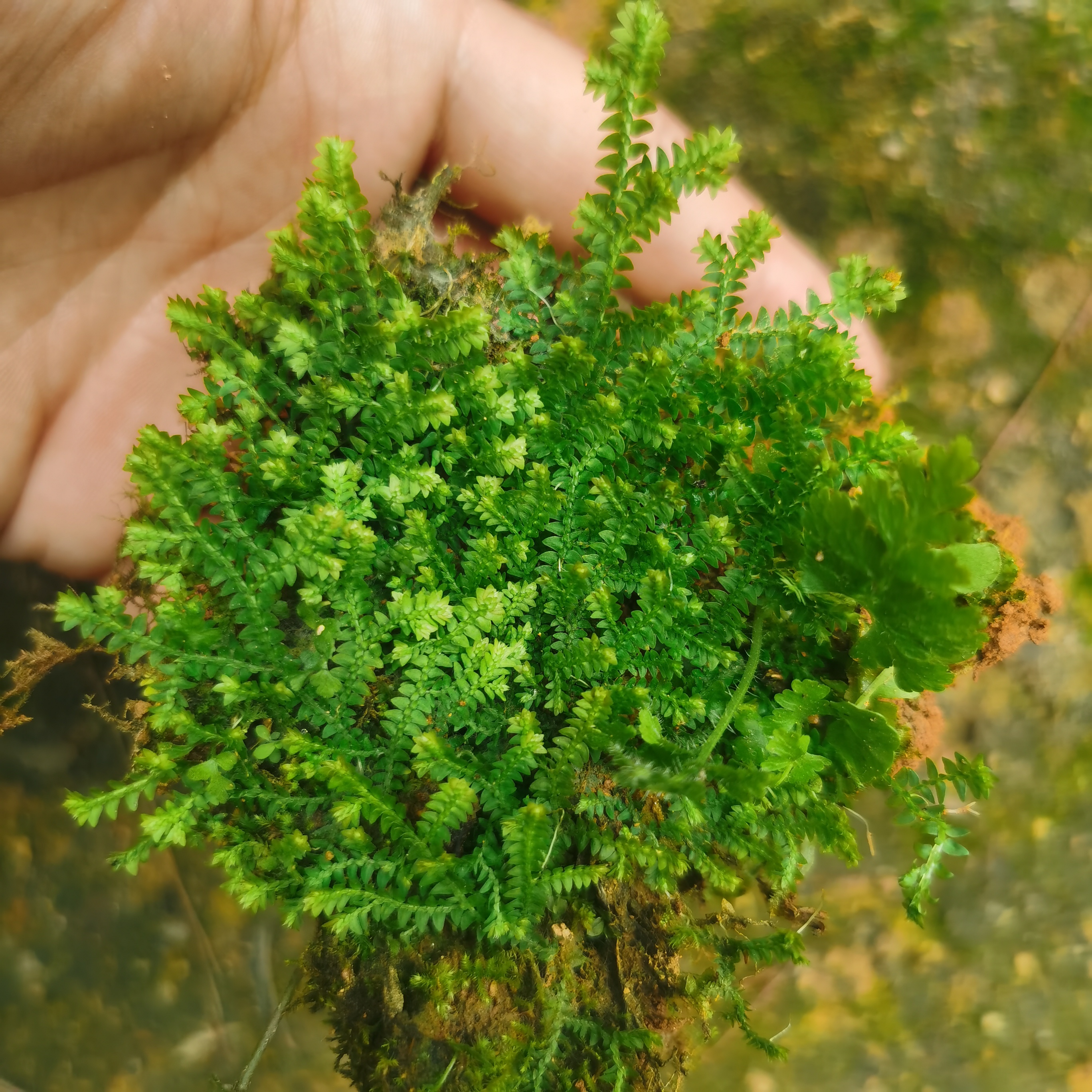 翠云草伏地卷柏绿植迷你小撅蕨类植物生态雨淋缸造景植物微景观