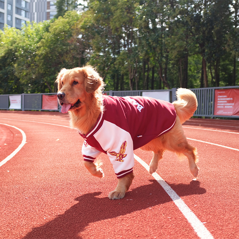 萨摩耶拉布拉多厚款中型犬大狗狗