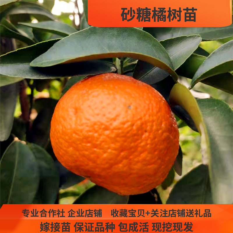 正宗四会沙糖橘树苗 湖南嫁接果树苗橘子树苗桔子树苗砂糖橘树苗