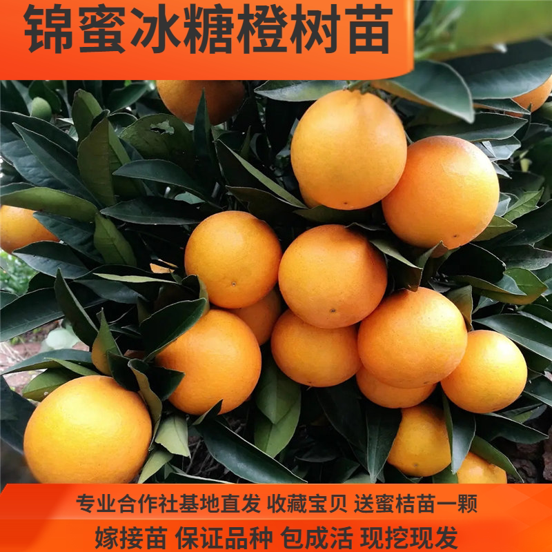 锦蜜冰糖橙树苗麻阳冰糖橙树苗纯甜无酸细嫩化渣高糖湖南果树苗