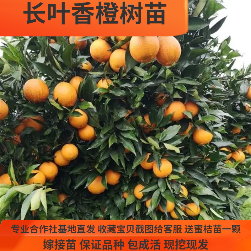 长叶香橙树苗橙子树苗纯甜无酸细嫩化渣高糖湖南果树苗
