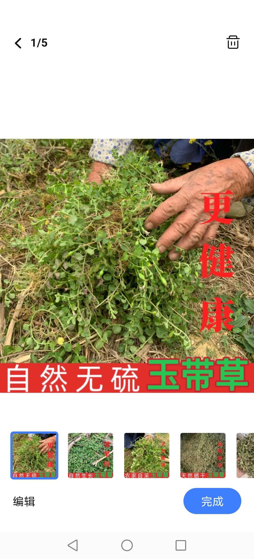 贵州铜锤玉带草 地茄子草 扣子草 马莲草 地浮萍 鲜品 生鲜包邮