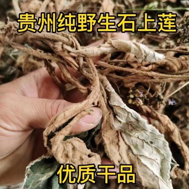 【贵州野生】原生态石上莲干品新货包邮清香无杂质软肝草