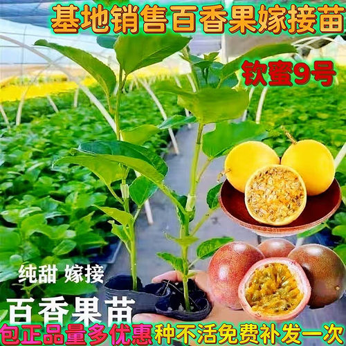 广西纯甜四季结果好养特大号果苗