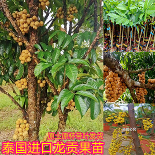 泰国龙宫果树嫁接龙宫果特大杯苗庭院盆栽地栽南北方种植当年结果