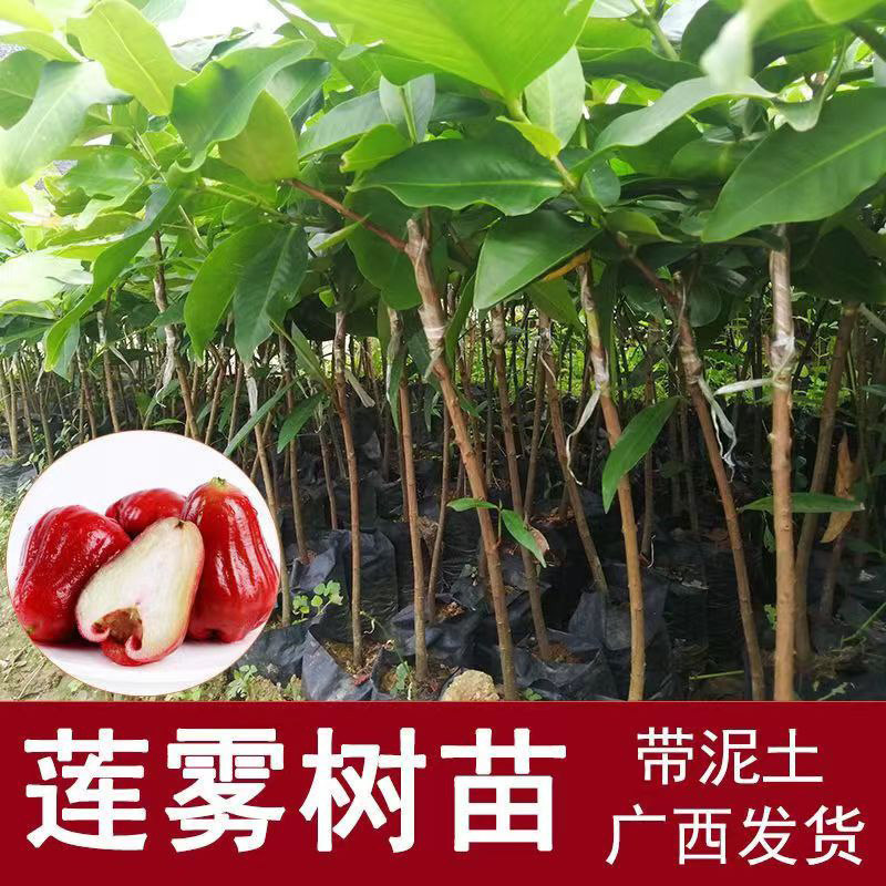 莲雾苗嫁接黑糖芭比种植四季结果