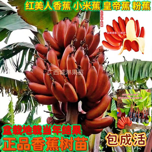 香蕉树苗南北方四季苹果蕉红皮矮化芭蕉抗寒室内盆栽水果果苗庭院
