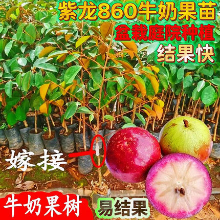 牛奶果树嫁接星苹果紫龙860 金星牛奶果树苗南方常绿庭院盆栽地栽