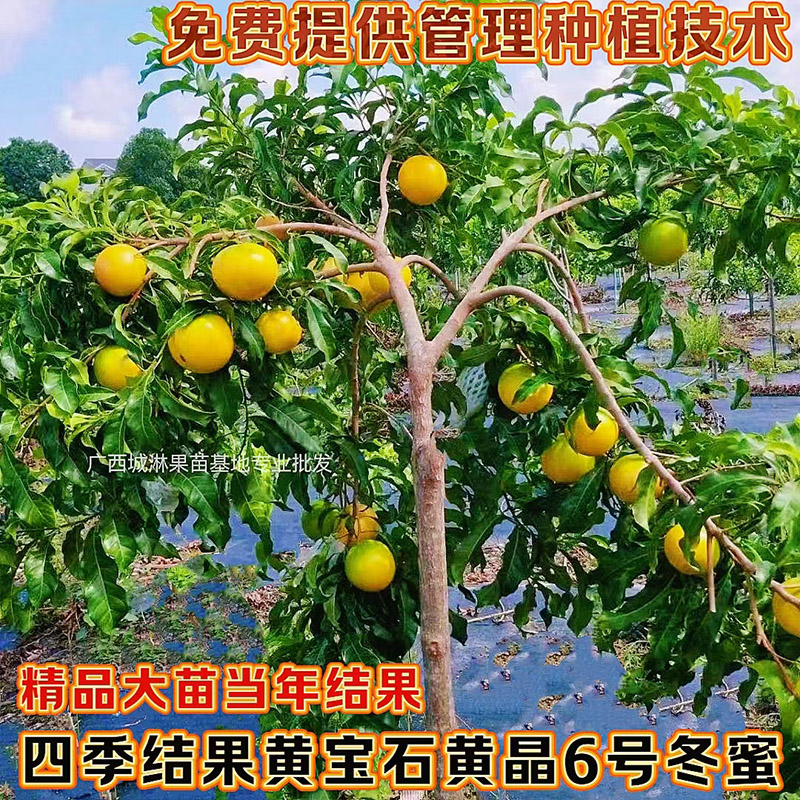 黄晶果树嫁接苗常绿四季结果南方