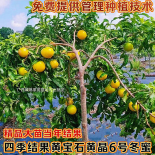 黄宝石黄晶果嫁接苗冬蜜特大苗四季结果盆栽庭院南方北方当年结果