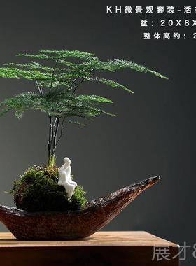 正品文竹苔藓水培微景观菖蒲盆景绿植乌金桌石公室办饰面造景摆件