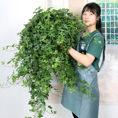 常春藤盆栽藤蔓室内垂吊兰长春藤吸甲醛爬常青藤金边绿植植物阳台