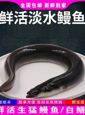 鳗鱼鲜活现杀潮州乌耳鳗盘龙鳝黑鳗鱼 顺德白鳝 新鲜河鳗海鲜水产
