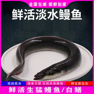 鳗鱼鲜活现杀潮州乌耳鳗盘龙鳝黑鳗鱼 顺德白鳝 新鲜河鳗海鲜水产