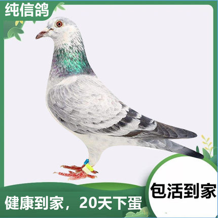 鸽子一对活物活体原配公一母信鸽成绩赛鸽血统观赏鸽公棚幼鸽种鸽