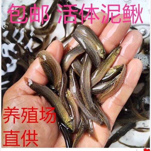 台湾泥鳅雄鱼小泥鳅淡水筏钓翘嘴