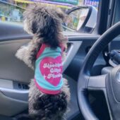 比熊马尔济斯约克夏可爱夏装 宠物衣服夏无袖 背心猫咪小吊带新款