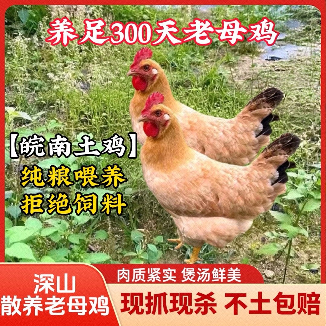 深山散养一年农家鸡 正宗新鲜现杀黄油母鸡 适合小孩孕妇老母鸡,水产肉类/新鲜蔬果/熟食,整鸡/整鸡制品,淘宝优惠券,粉丝福利购,淘宝优惠卷