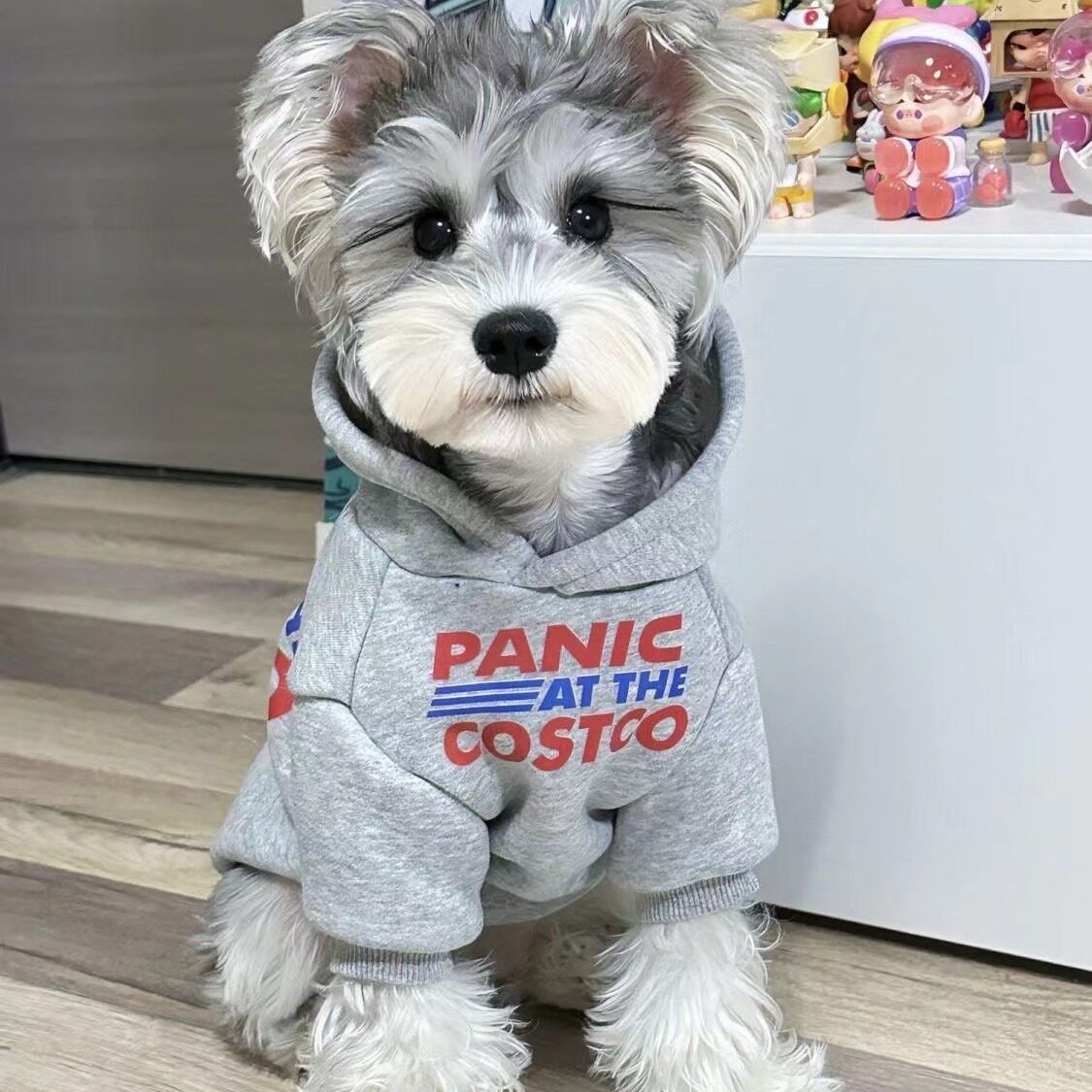 秋冬宠物韩版字母休闲潮流卫衣加绒保暖居家猫咪狗狗外套大型犬