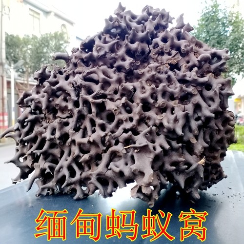 野生缅甸大山蚂蚁巢黑蚂蚁窝