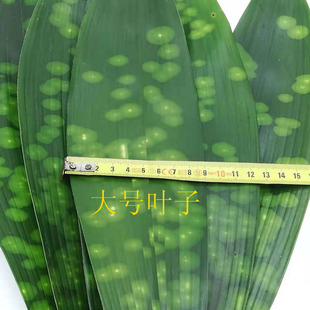 100张大叶四川粽叶新鲜天然云南大花粽叶一叶兰非竹叶芦苇叶 包邮