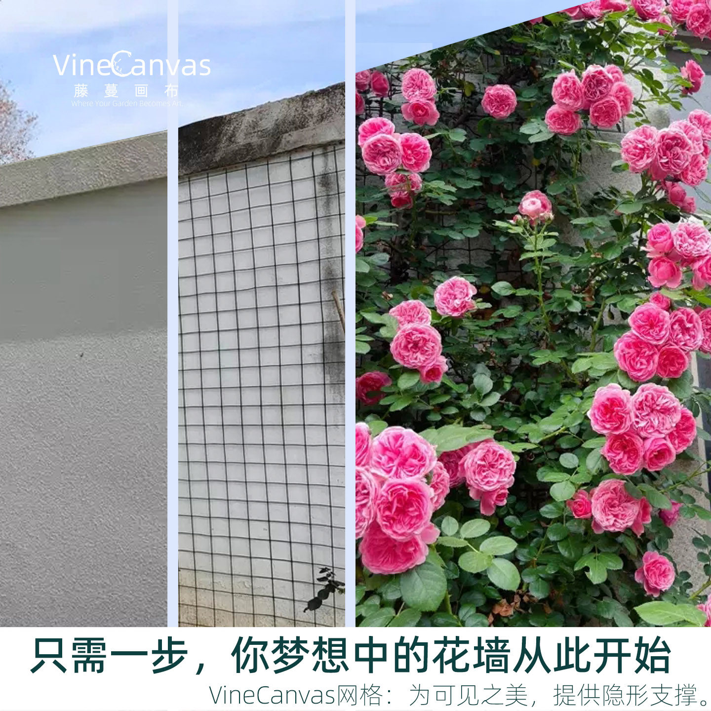 爬藤网植物攀爬网月季爬藤架图片