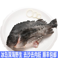 冰岛海参斑鱼每条约3斤进口深海鱼石斑鱼去砂去内脏顺丰德邦包邮