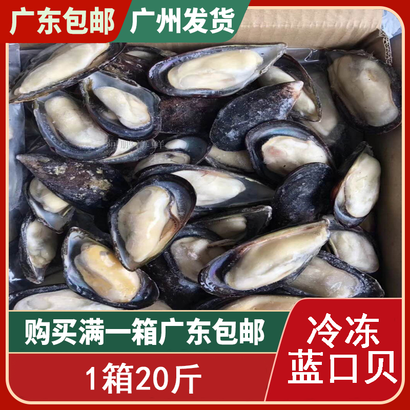 半壳冷冻蓝口贝 青口贝 黑口贝 贻贝淡菜 冷冻贝壳类海鲜 1箱20斤