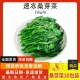 新鲜冷冻桑叶野菜上汤嫩桑芽餐厅炒菜做汤天然绿色食品250g10袋
