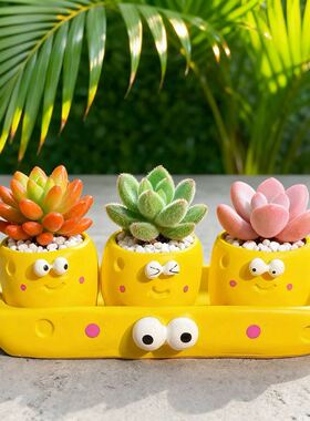 卡通可爱多肉植物陶瓷花盆摆件