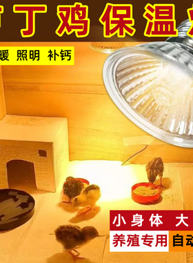 加热取暖灯芦丁鸡爬虫杀菌照明育雏用灯泡25瓦50瓦75节能鸡孵化灯