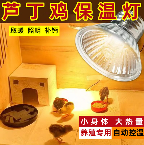 取暖灯芦丁鸡爬虫加热节能