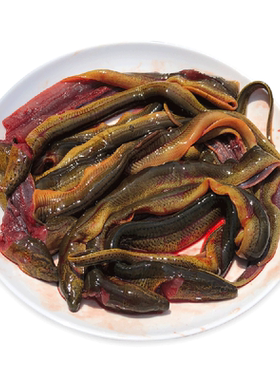 正宗土黄鳝去骨鳝片肉鲜活现杀