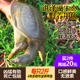 外湖野养甲鱼鲜活体2斤 6年老公鳖淡水产 3斤团鱼水鱼王八中华鳖4