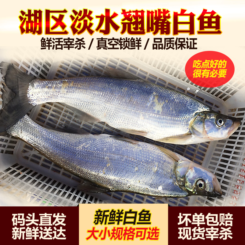 整条江苏鲜活宰杀翘嘴白鱼新鲜