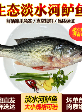 【淡水河鲈鱼】淡水鱼整鱼鲜活现杀淡水鲈鱼刺少肉多鲜嫩食用水产