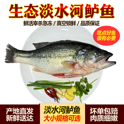 【淡水河鲈鱼】淡水鱼整鱼鲜活现杀淡水鲈鱼刺少肉多鲜嫩食用水产