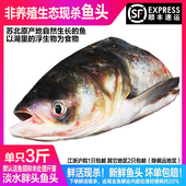 淡水湖生态鱼头新鲜活现杀胖头鱼头鳙鱼头花鲢鱼头淡水鱼水产顺丰