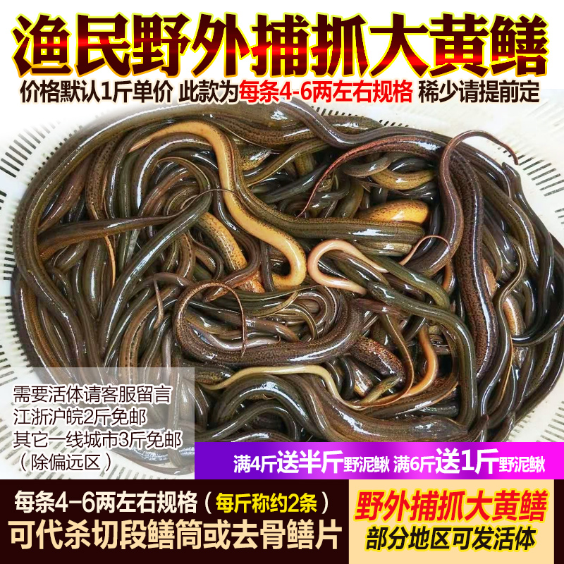 鲜活黄鳝野外捕抓长鱼500g